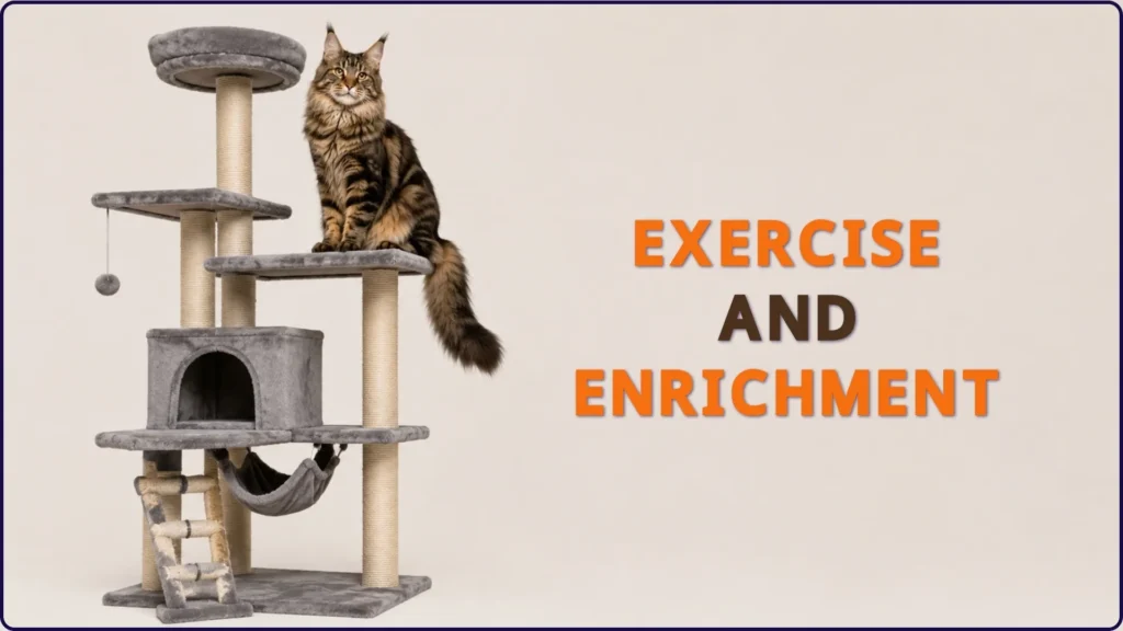 Exercise and Enrichment for Maine Coons