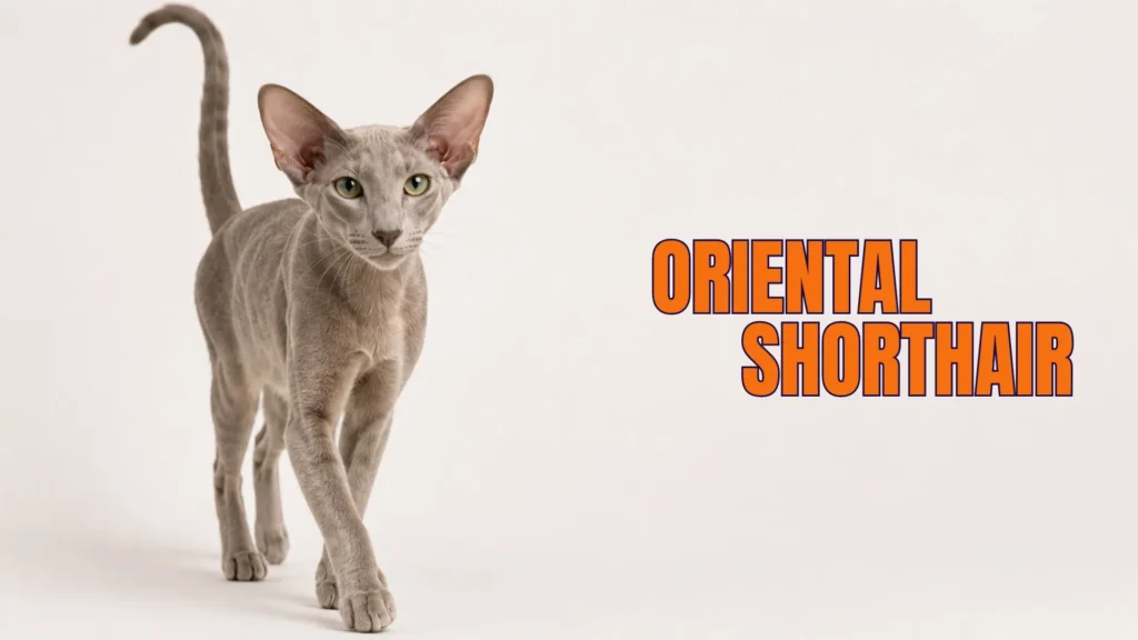 Oriental Shorthair Breed Cat