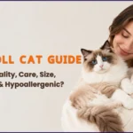 Ragdoll Cat Guide Personality, Care, Size, Lifespan & Hypoallergenic