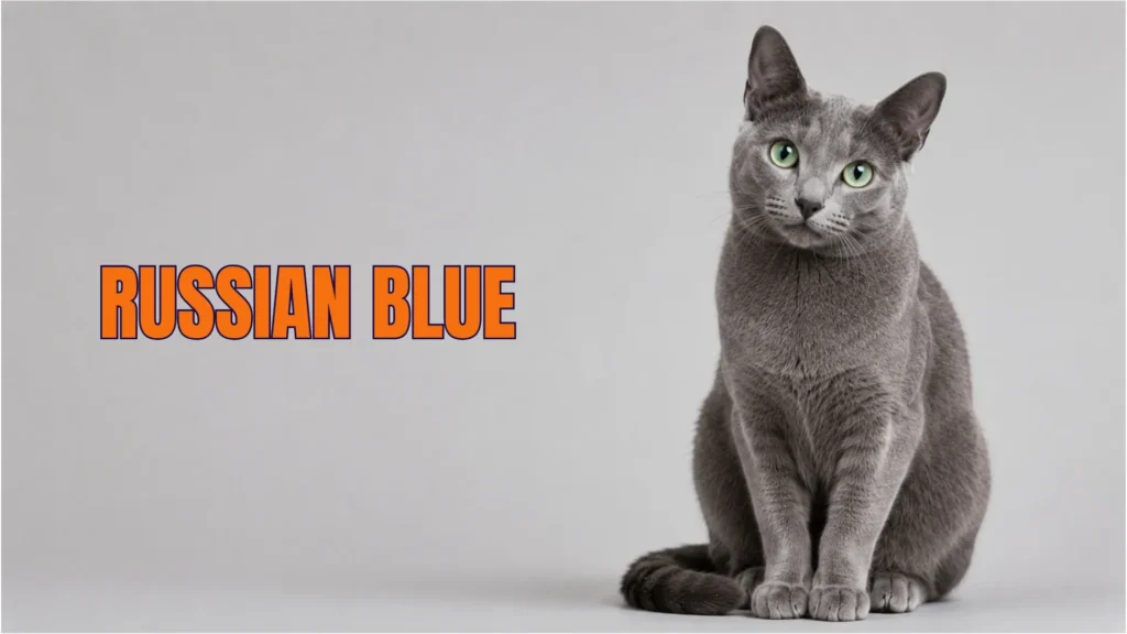 Russian Blue Breed cat
