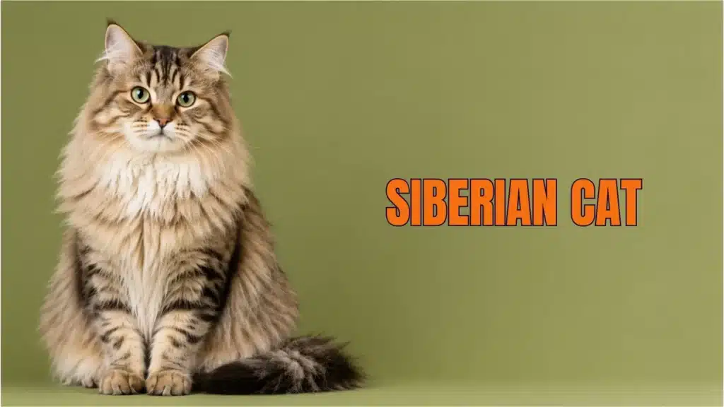 Siberian Breed cat