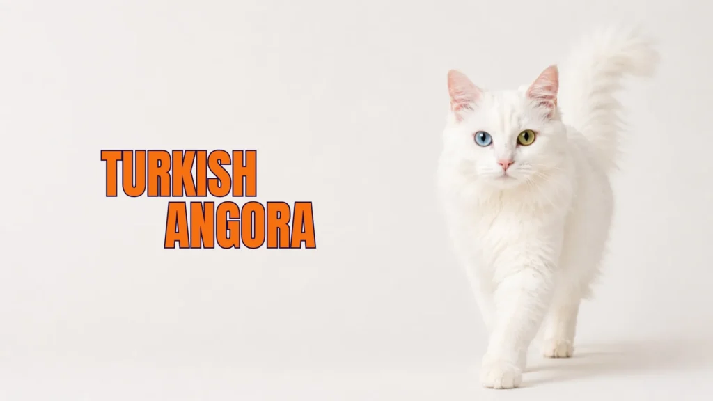 Turkish Angora Breed Cat