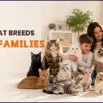 20 Best Cat Breeds for Families