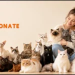20 Most Affectionate Cat Breeds That Love to Cuddle (1) (1)