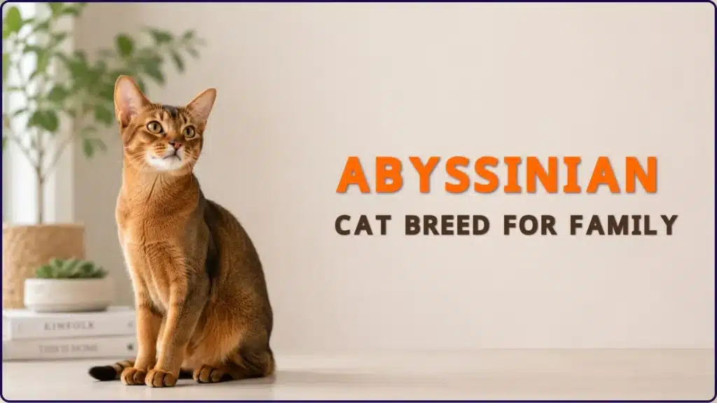 Abyssinian cat breed for family