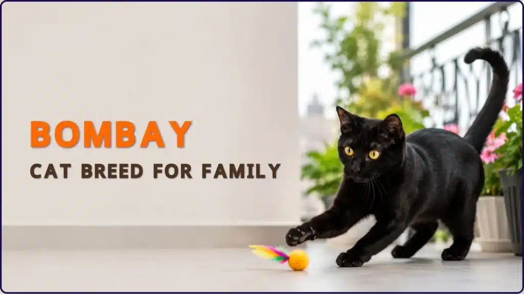 Bombay cat breed for family