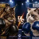 Maine Coon vs Ragdoll Which Dog-Like Cat Actually Fits Your Home