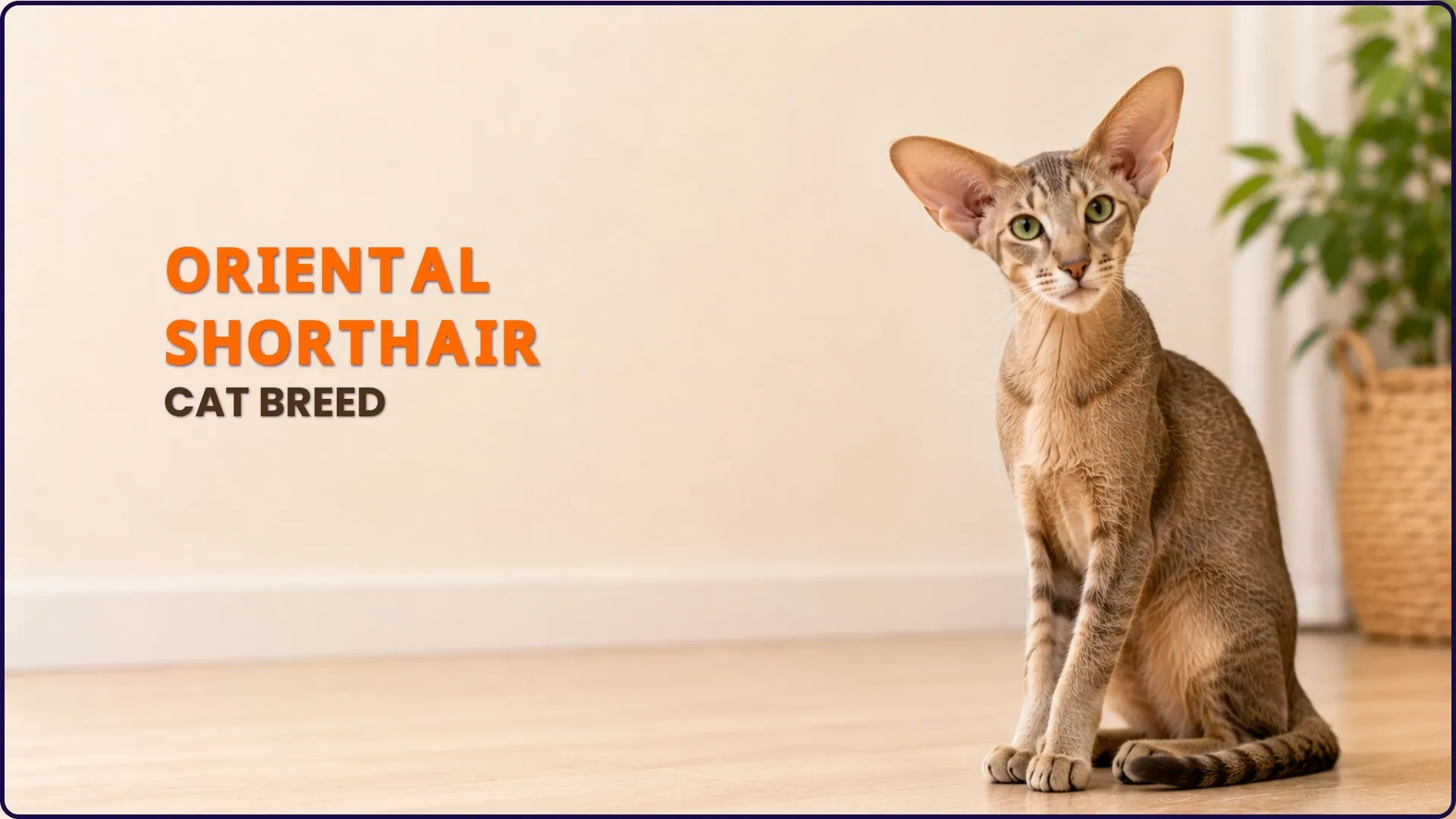 Oriental Shorthair Cat Breed