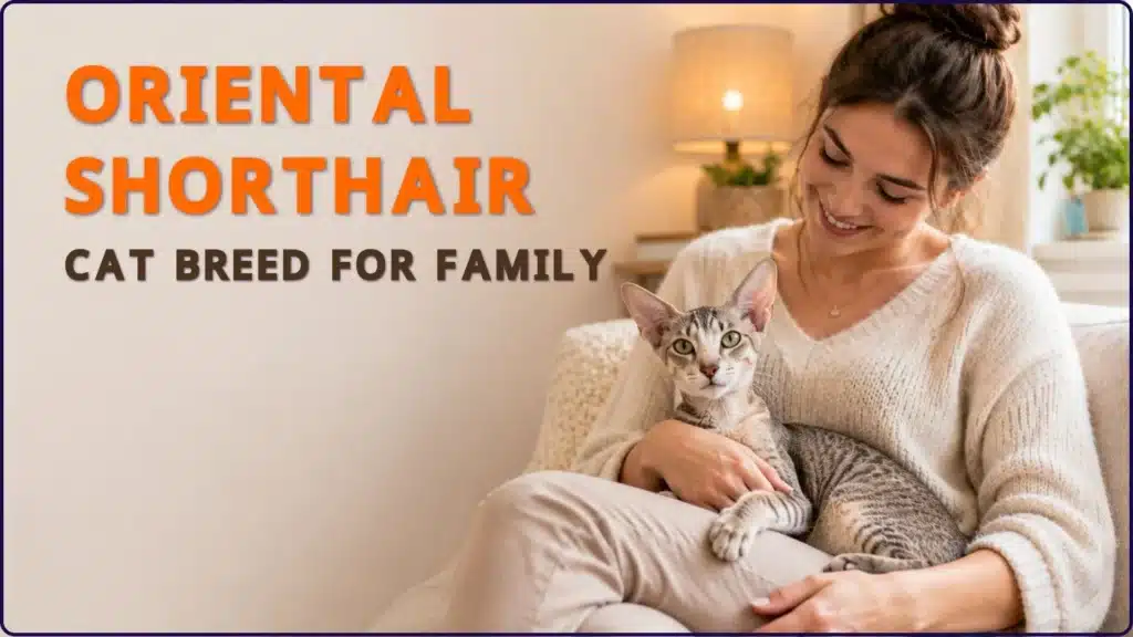 Oriental Shorthair cat breed for family