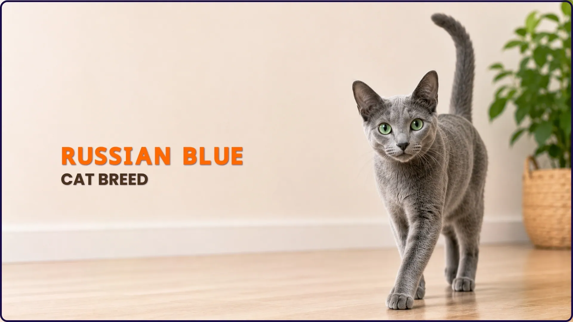 Russian Blue Cat Breed