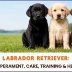 The Complete Labrador Retriever Guide Temperament, Care, Training & Health