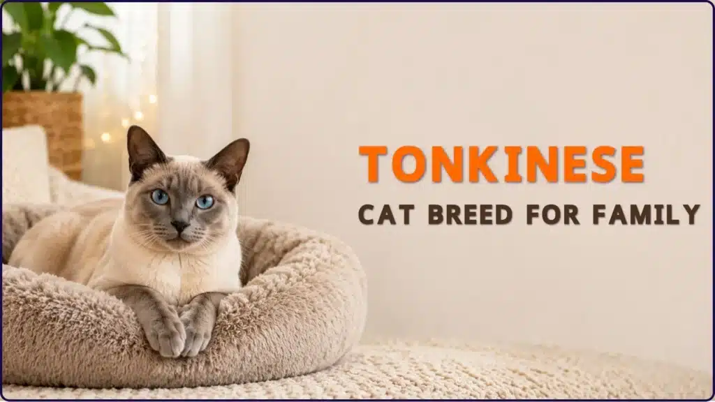 Tonkinese cat breed for family